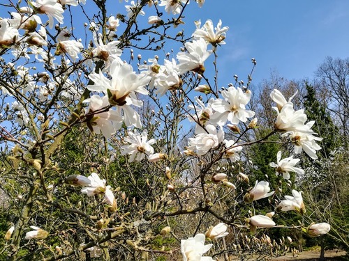  kwitnienie magnolii gwiaździstej (Magnolia stellata